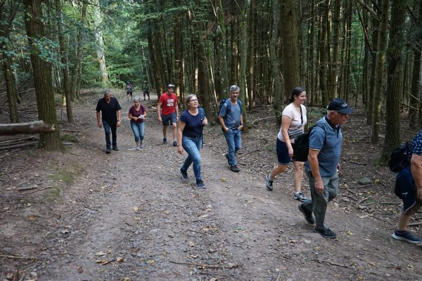 Wandern im Wald